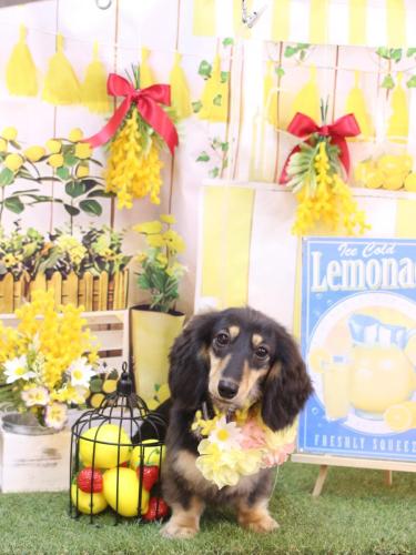 20240404大福ちゃん